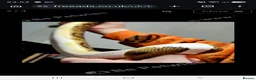 Snake reptiles for sale: Royal Ball Python in Hull - Advert 2