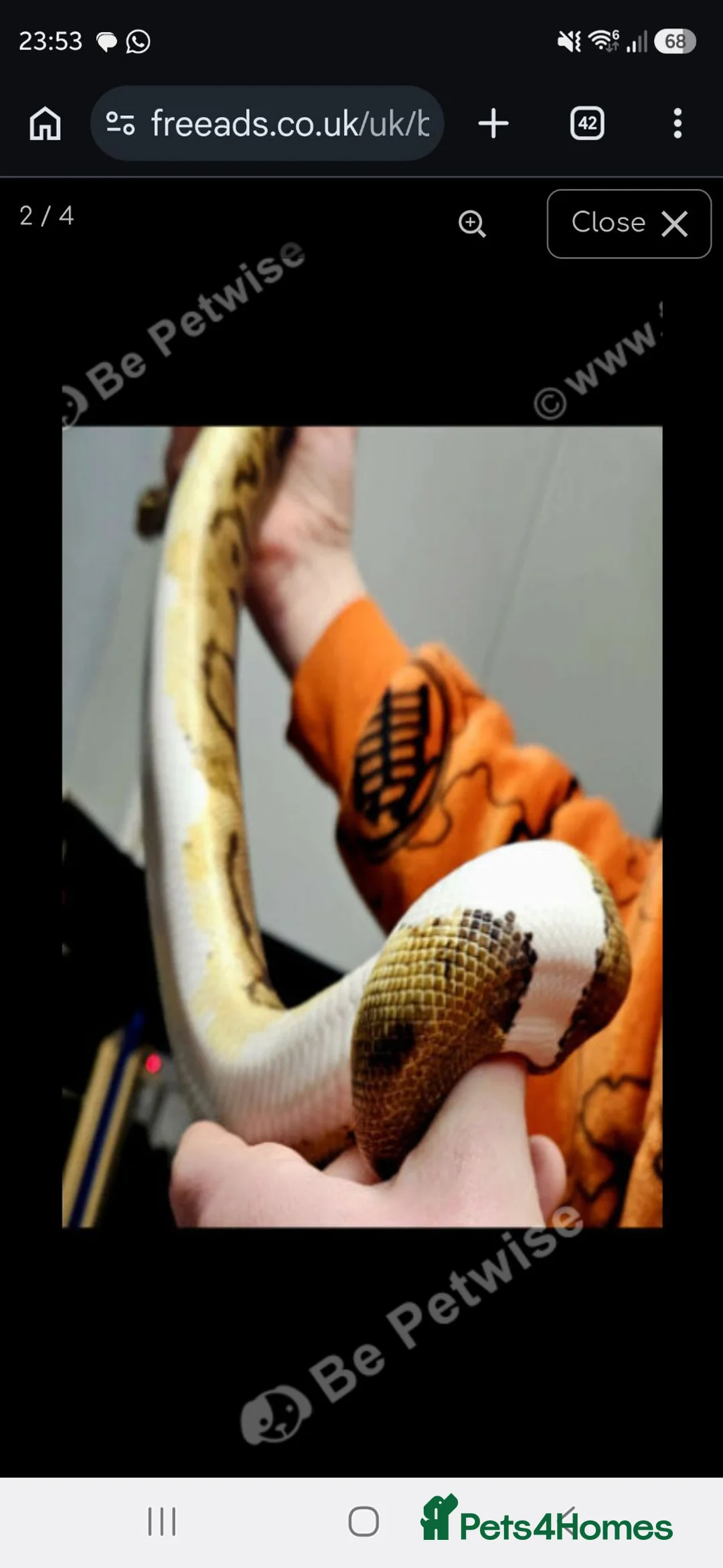 Snake reptiles for sale: Royal Ball Python in Hull - Advert 2