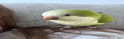 Parrots birds for sale: Pair of Quaker parrots - Advert 9