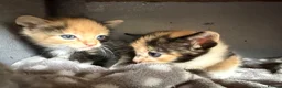 Domestic Shorthair cats for sale: Kittens for sale (including ginger females!) - Advert 7