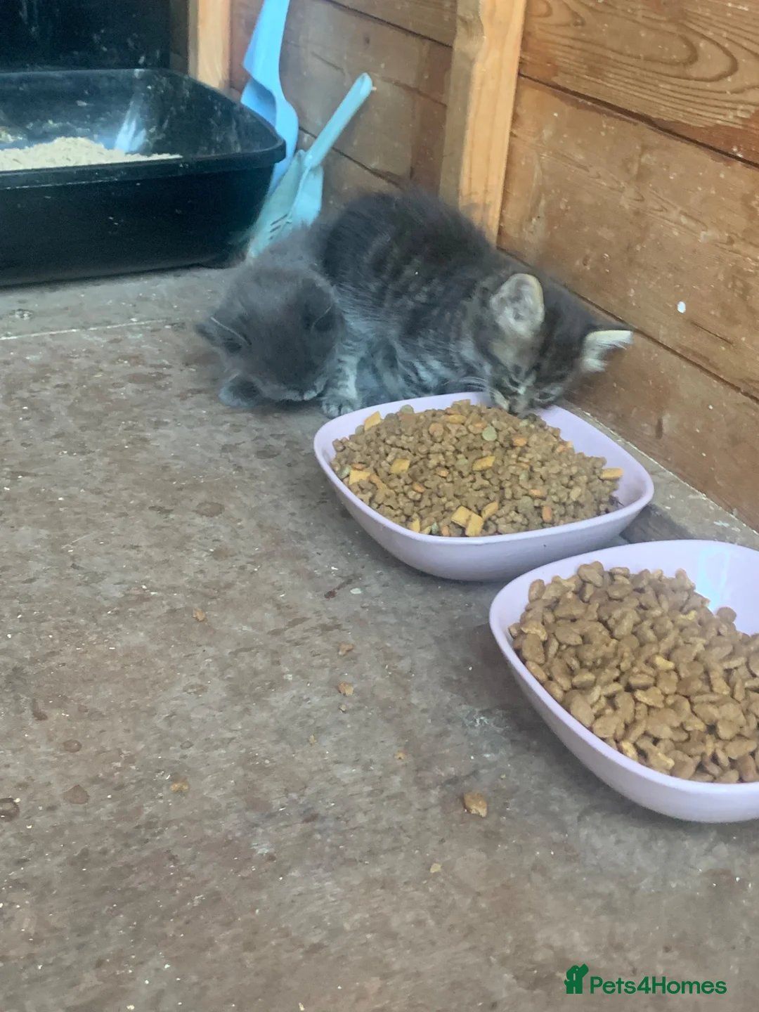 Mixed Breed cats for sale: Kittens looking for loving homes - Advert 14