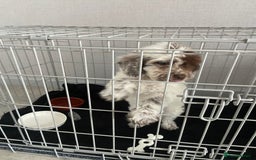 Cockapoo dogs for sale: Cockerpoo girl - Image 3