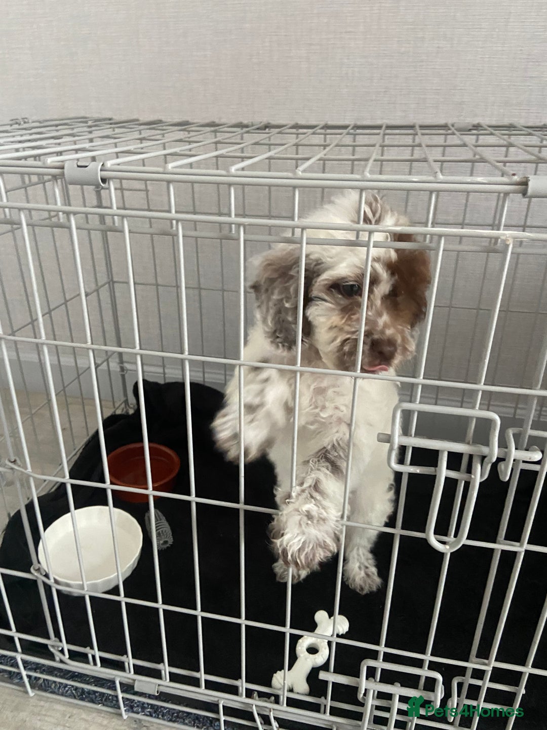 Cockapoo dogs for sale: Cockerpoo girl - Image 3