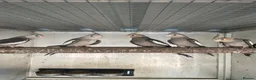 Cockatiels birds for sale:  2026 Young cockatiels, Plus breeding pair - Advert 7