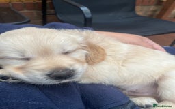 Golden Retriever dogs for sale: Beautiful KC Golden Retriever Babies  - Image 5