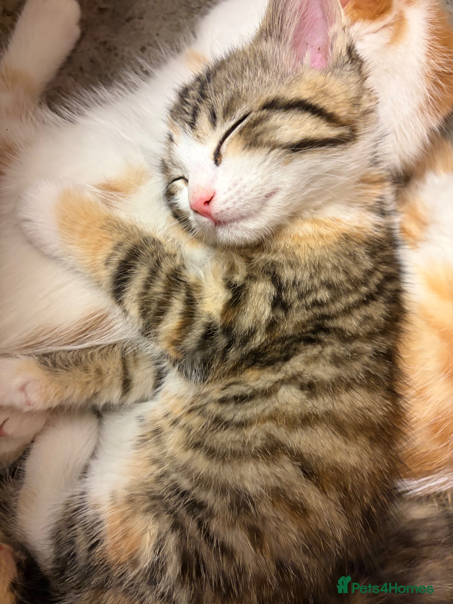 Domestic Shorthair cats One tri colour tabby left - Advert 14