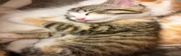 Domestic Shorthair cats for sale: 5 beautiful coloured kittens - Advert 6