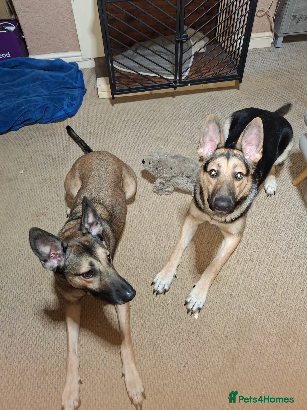 Mixed Breed dogs for sale: Shepherd X Malinois for sale - Advert 5