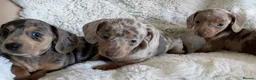 Dachshund dogs for sale: Gorgeous dachshund puppies deposit secure  - Advert 23