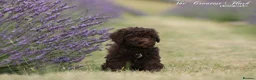 Spanish Water Dog dogs for sale: Spanish water dog  - Advert 26
