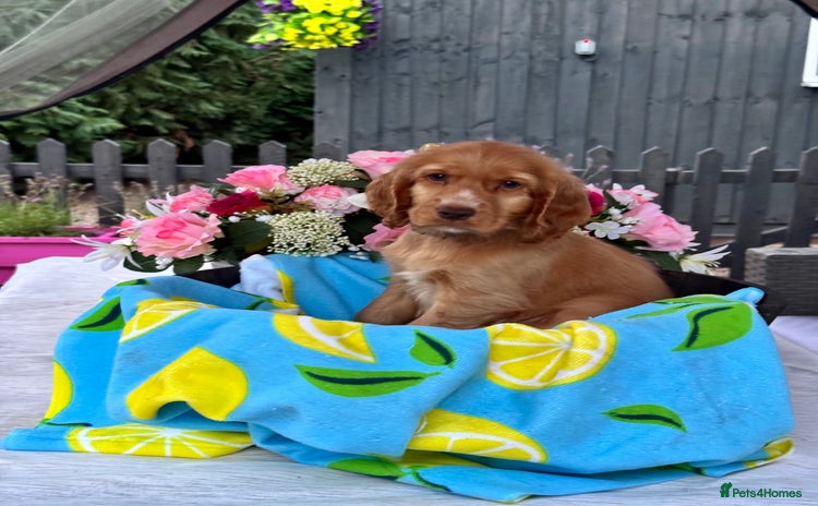 Cocker Spaniel dogs in Market Drayton - Advert 12