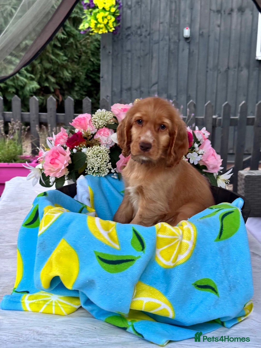 Cocker Spaniel dogs for sale: 3boys only  show type cocker spaniel puppies in Market Drayton - Image 4
