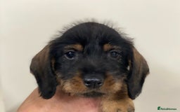Dachshund dogs for sale: Outstanding Pedigree Litter-Health Tested Parents - Advert 1