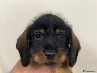 Dachshund dogs for sale: Outstanding Pedigree Litter-Health Tested Parents - Advert 1