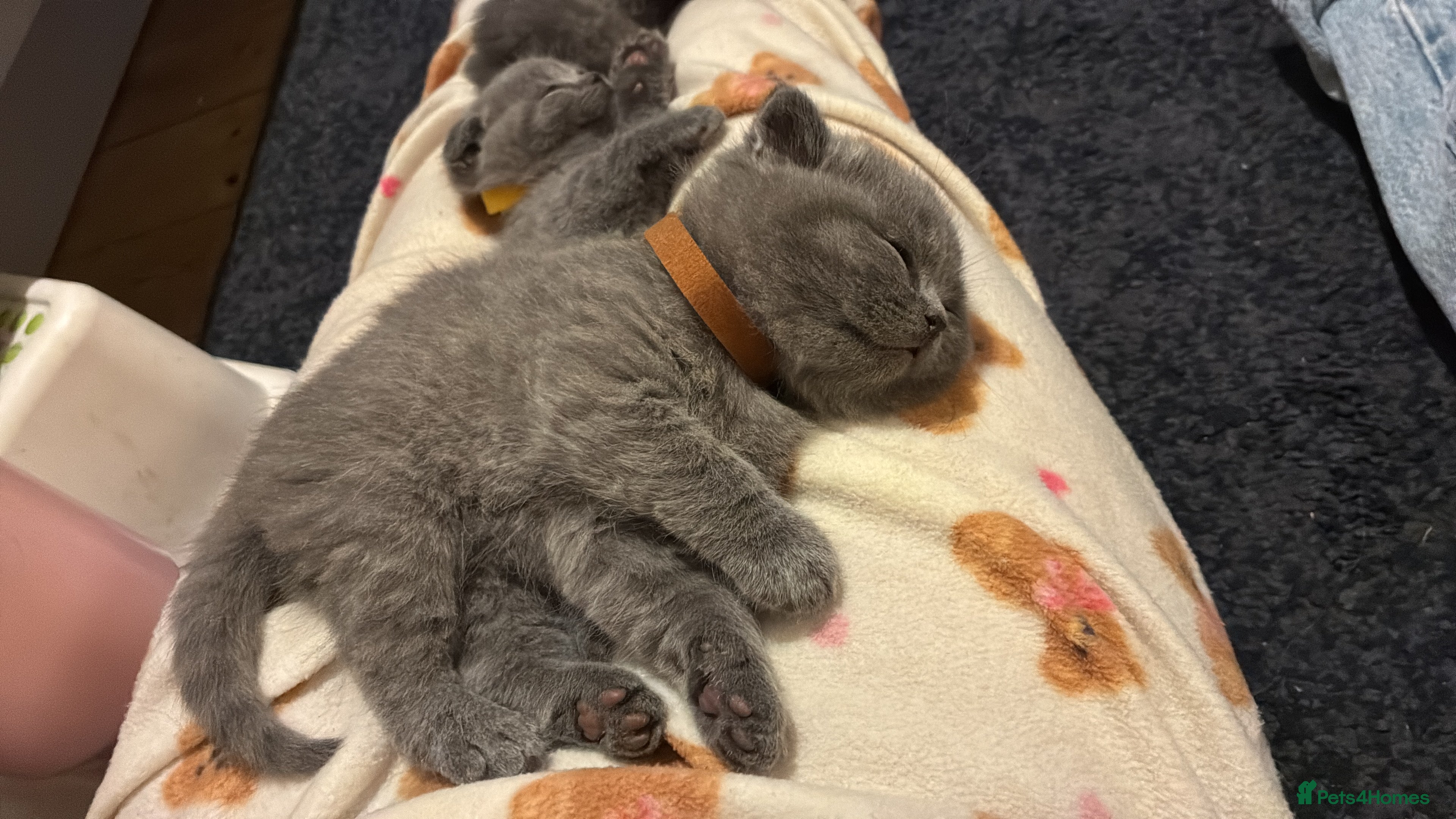 Scottish Fold cats 6 beautiful Scottish fold kittens - Advert 1