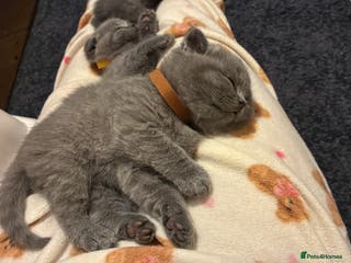 Scottish Fold cats 6 beautiful Scottish fold kittens - Advert 1