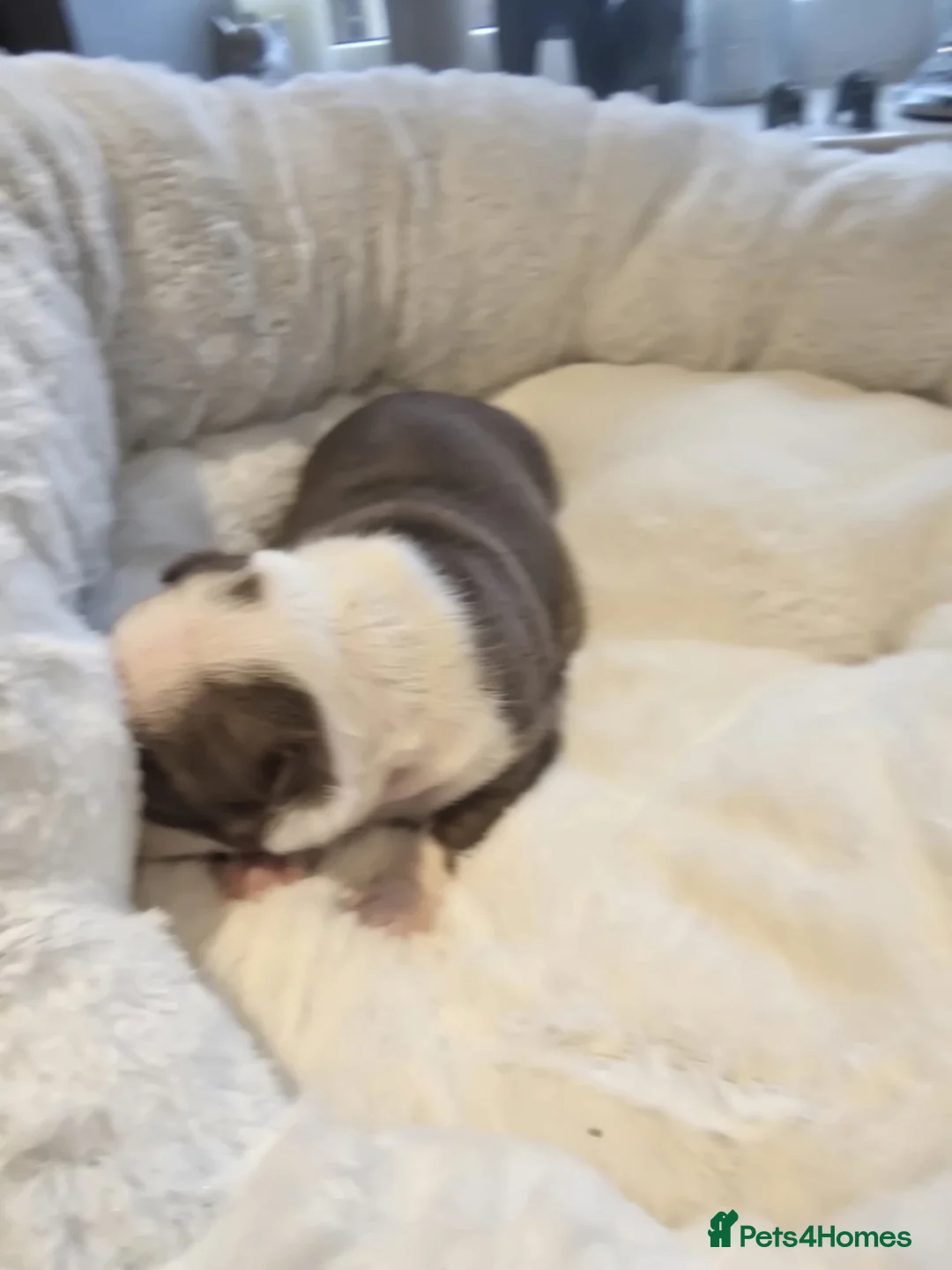 Boston Terrier dogs for sale: BEAUTIFUL BOSTON TERRIER PUPS  - Advert 5