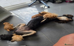 Cavapoo dogs for sale: Stunning Deep red health tested f1 cavapoos  - Image 8