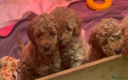 Miniature Poodle dogs for sale: Stunning Miniture Poodles - Image 6
