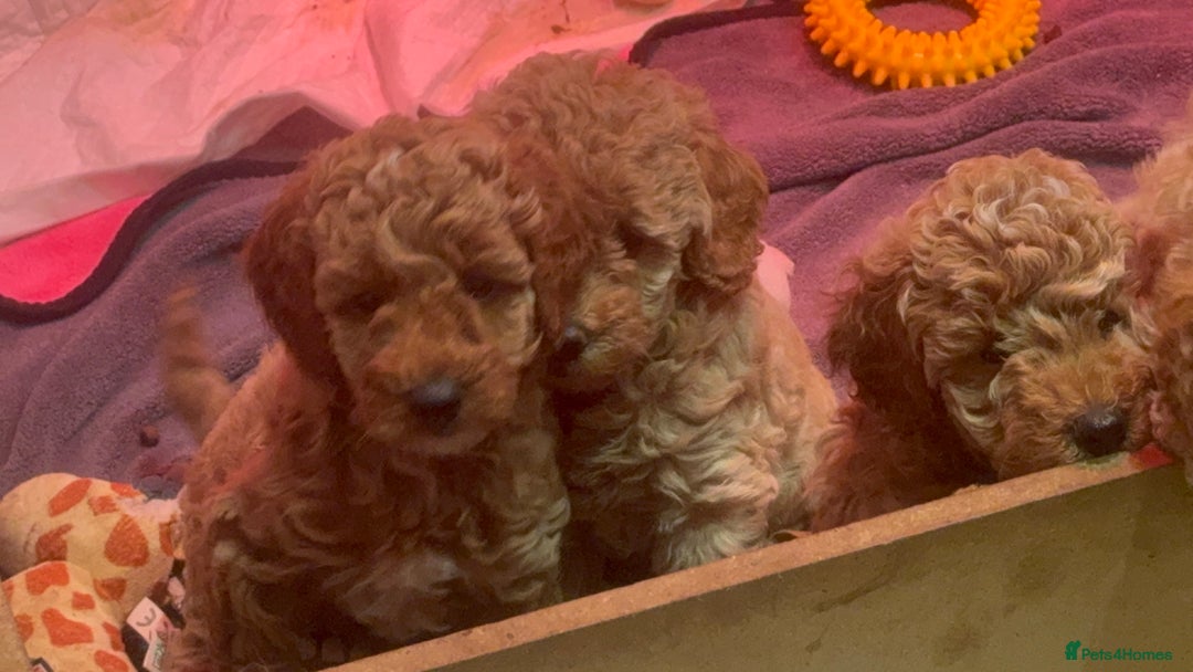 Miniature Poodle dogs for sale: Stunning Miniture Poodles - Image 6