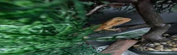 Bearded Dragon reptiles for sale: Hand tame in Pontypool - Advert 8