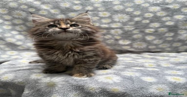 Maine Coon cats - Advert 8