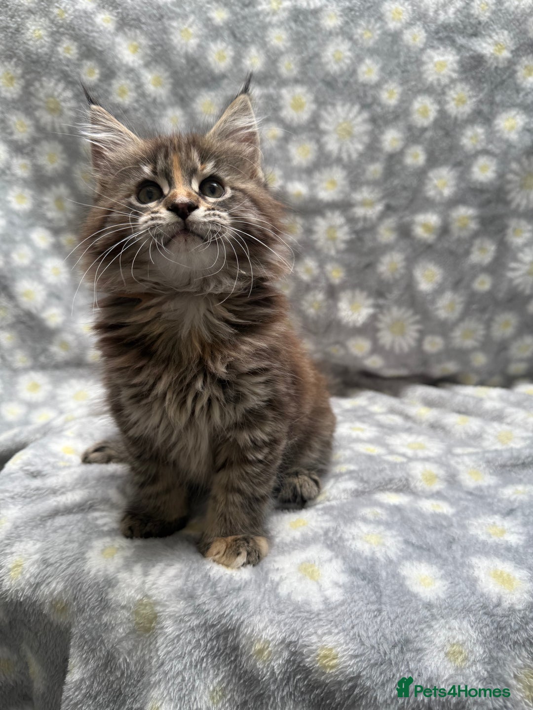 Maine Coon cats for sale: Pedigree Maine Coon Kittens - TICA Registered  - Image 4