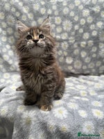 Maine Coon cats - Advert 2