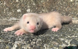 Ferret rodents for sale: Semi Angora ferret - Image 1