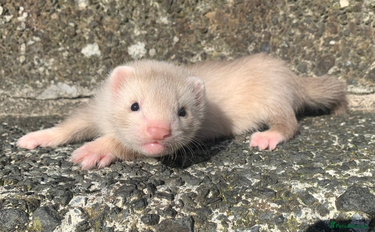 Ferret rodents - Advert 4