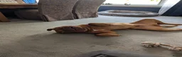 Dogue De Bordeaux dogs for sale: Thor and storm  in Mauchline - Advert 23