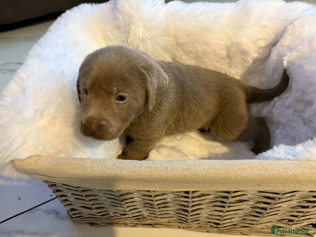 Labrador Retriever dogs for sale: Silver Labrador retriever puppies - Advert 9
