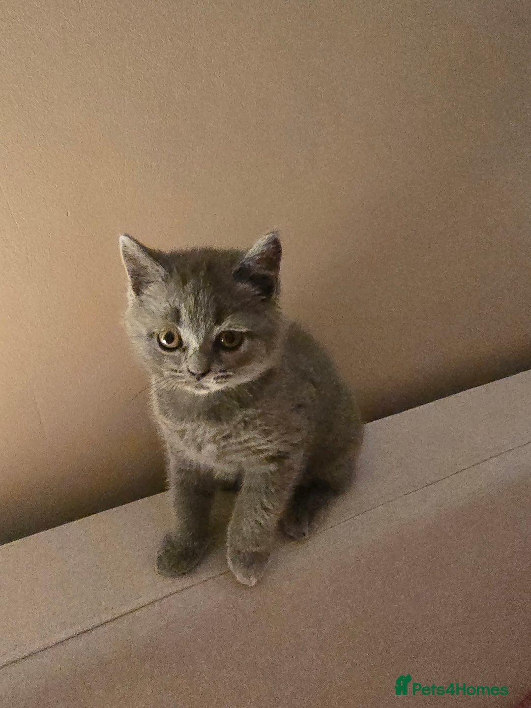 British Shorthair cats for sale: British shorthair  - Image 36
