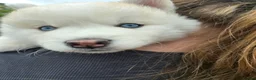 Pomsky dogs for sale: ​3 Stunning Blue-Eyed Pomsky Princesses in Addlestone - Advert 2