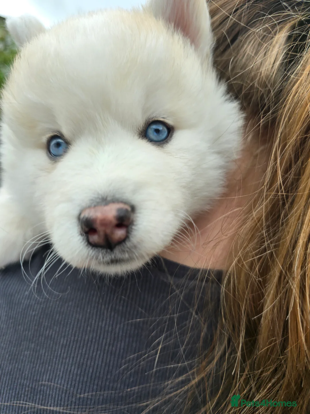 Pomsky dogs for sale: ​3 Stunning Blue-Eyed Pomsky Princesses in Addlestone - Advert 2