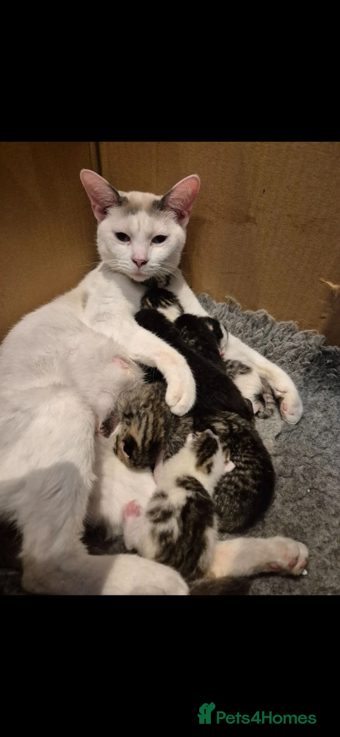 Mixed Breed cats for sale: Bengal Cross Kittens - Advert 1