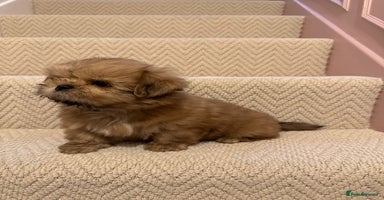 Shih Tzu dogs KC standard Shihtzu pups  - Advert 6