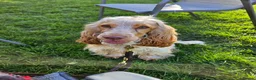 Cocker Spaniel dogs for sale: KC Registered Cocker spaniels  - Advert 1