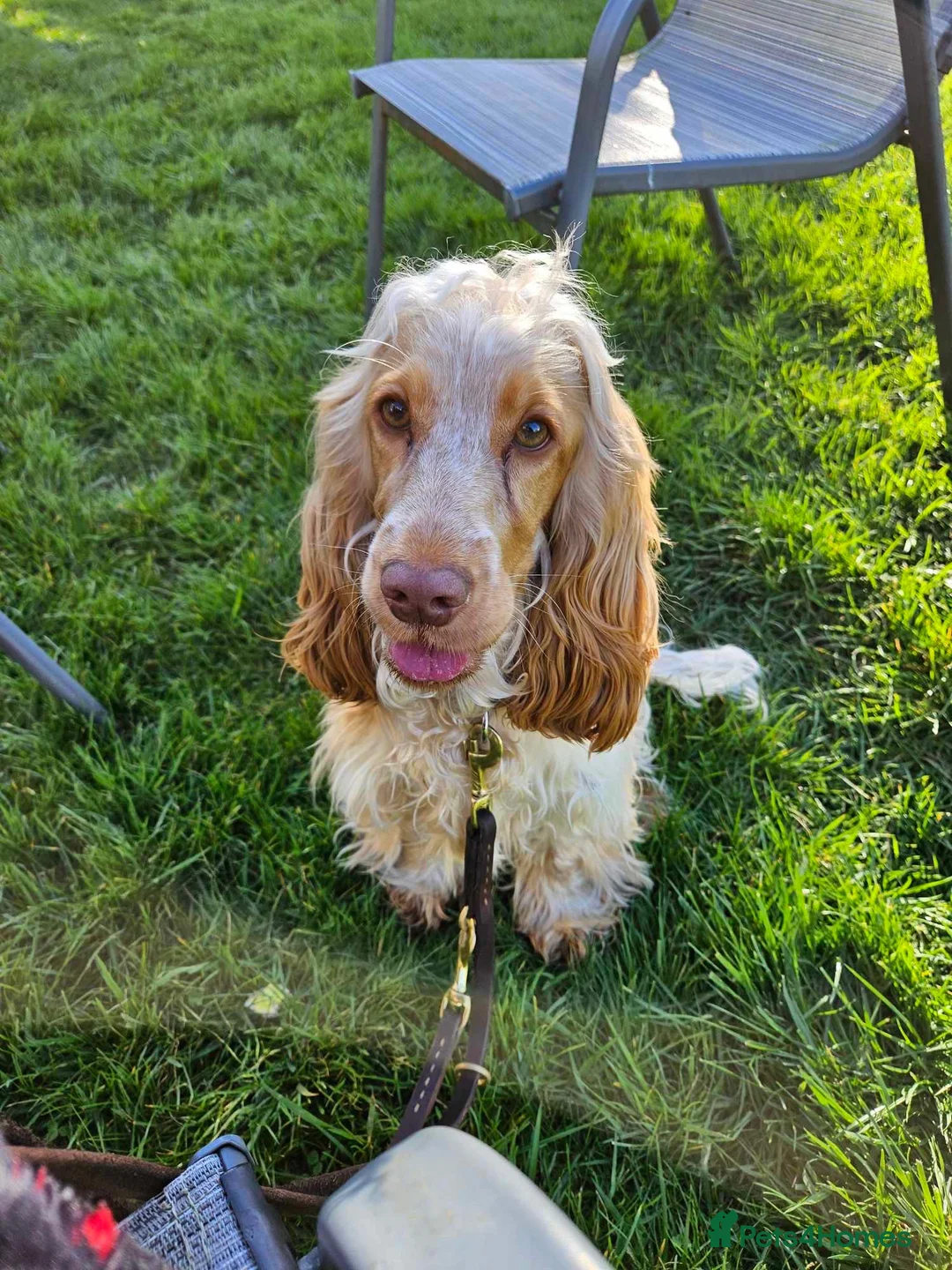 Cocker Spaniel dogs for sale: KC Registered Cocker spaniels  - Advert 1