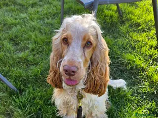Cocker Spaniel dogs KC Registered Cocker spaniels - Advert 1