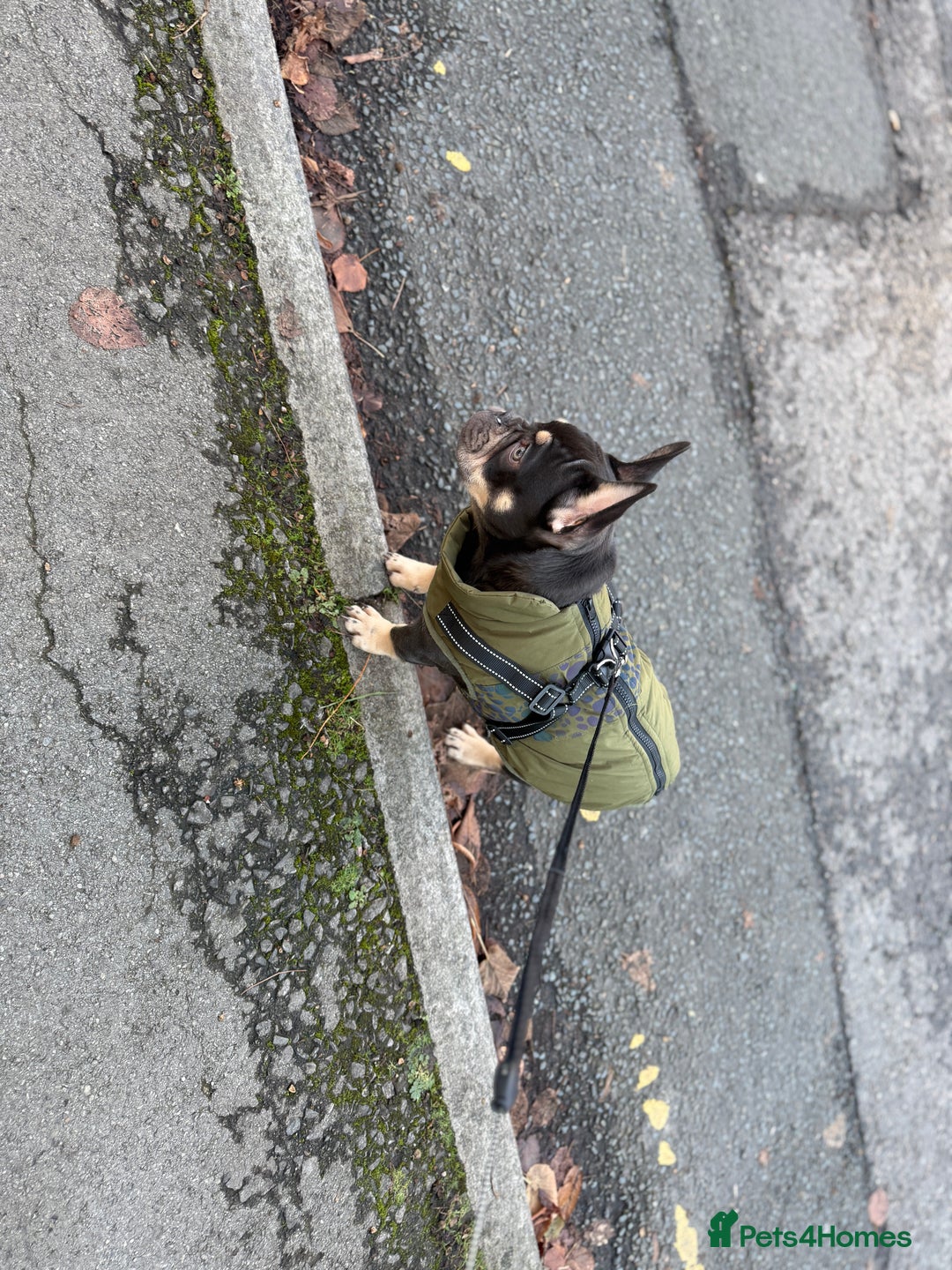 French Bulldog dogs for sale: bulldog franchie - Advert 3