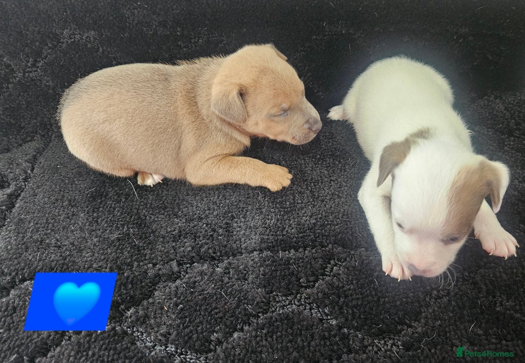 Jack Russell dogs for sale: Jack russell puppy's  - Image 9