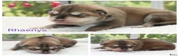 Saarloos Wolfdog dogs for sale: Female available - vaccinated and ready to leave - Advert 23