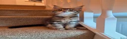 Maine Coon cats for sale: Registered and Licensed cattery - Advert 17