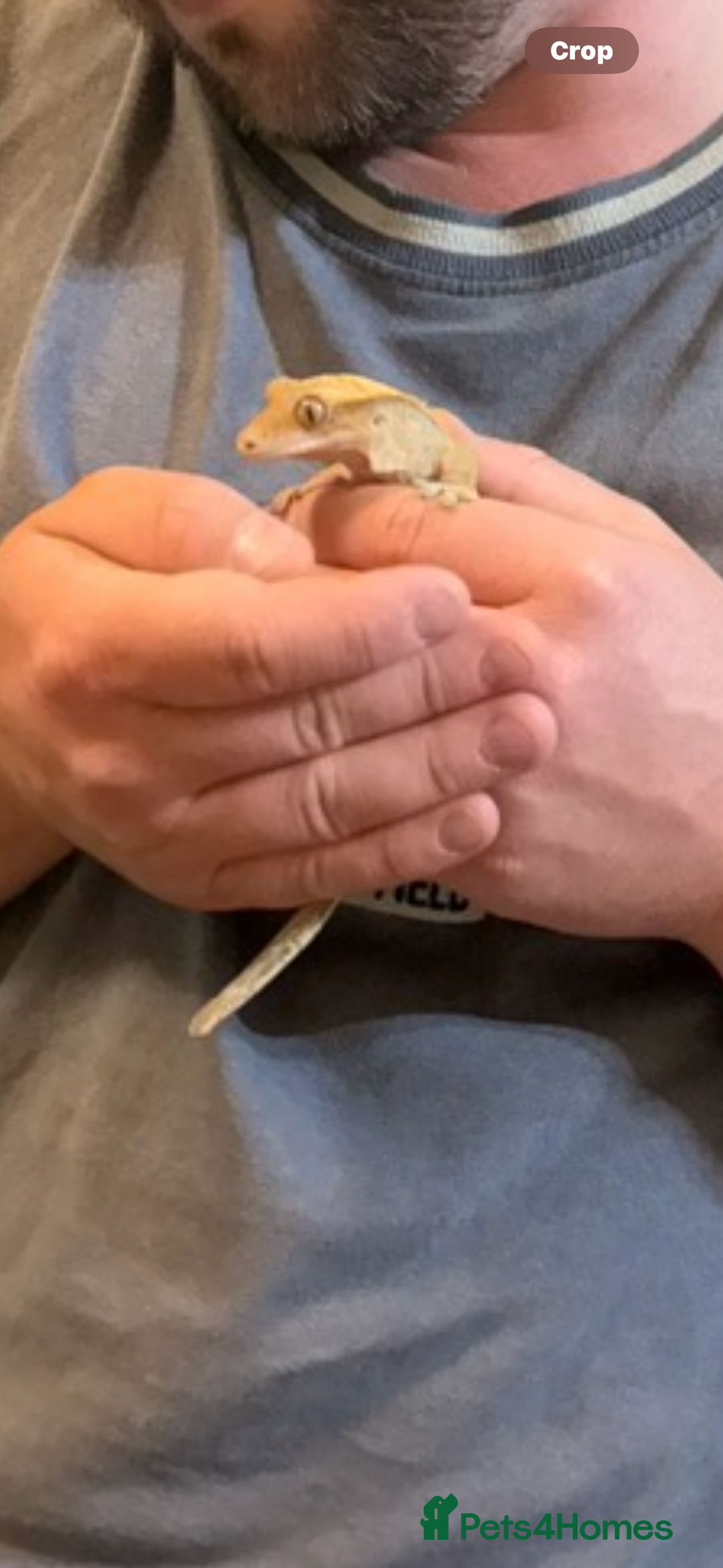 Gecko reptiles for sale: Female crested gecko & setup - Advert 3