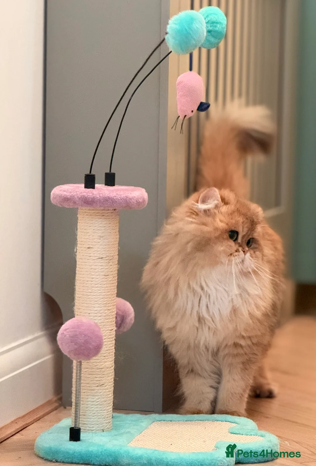 British Longhair cats for sale: Golden British Longhair Male - TICA Registered - Advert 4