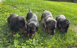 Miniature Dachshund dogs for sale: Beautiful Litter of Miniature Dachsunds - Image 2