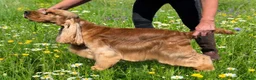 Cocker Spaniel dogs for sale: Male Show cockers - Advert 3