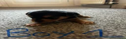 Yorkshire Terrier dogs for sale: Gorgeous Yorkshire terriers  - Advert 10