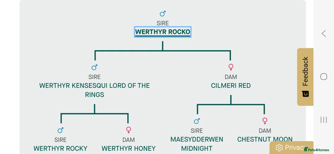Cocker Spaniel dogs for sale: 10 month part trained cocker spaniel dog - Advert 3